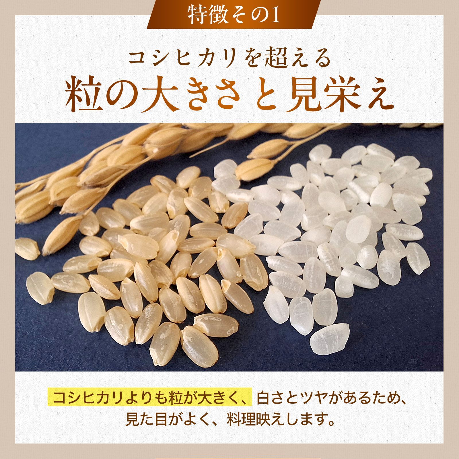 令和8年産 とちぎの星 栃木県産 米 10kg 新品 - メルカリ