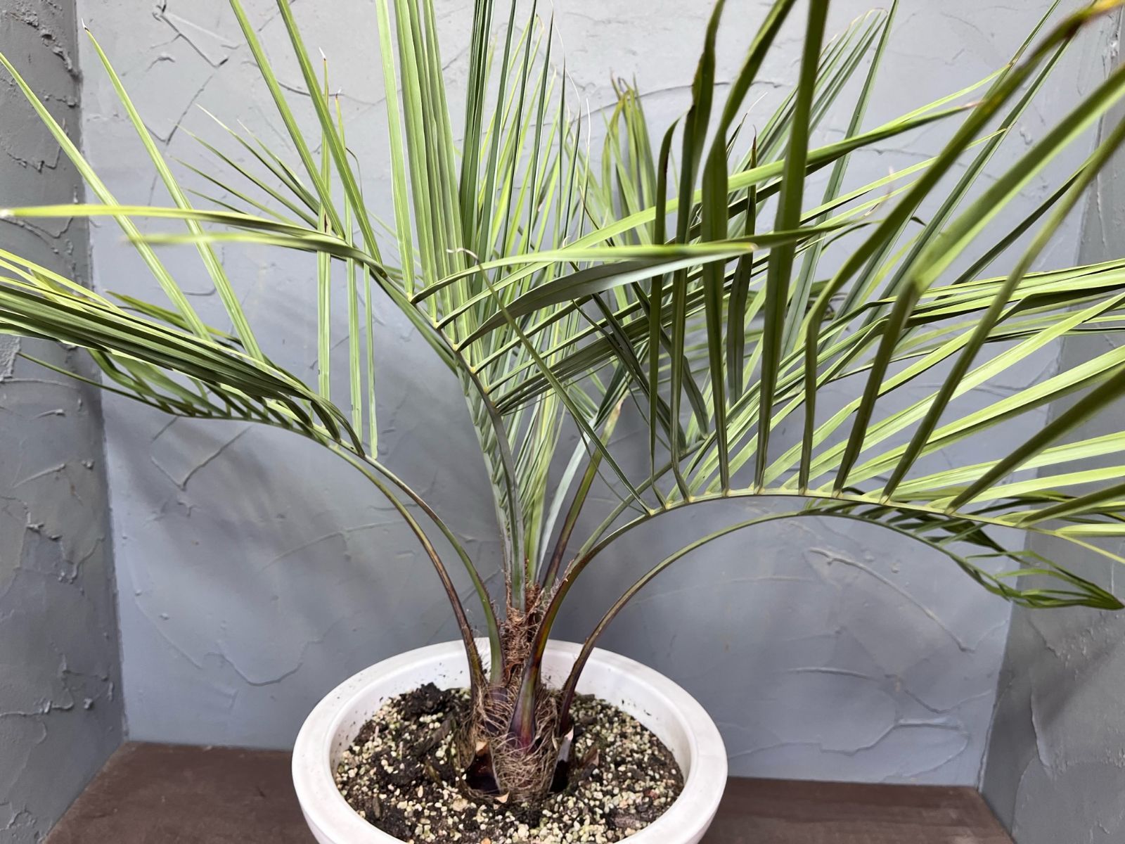 【冬咲きクレマチス　ジングルベル　7号　2鉢セット】鉢下約80ｃｍ