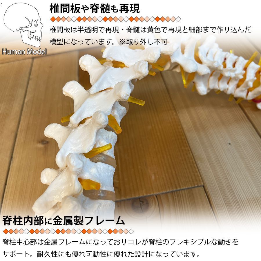 WOLKKAM実物大 脊髄骨盤模型 背骨 脊柱模型 脊柱可動型モデル 吊り下げ