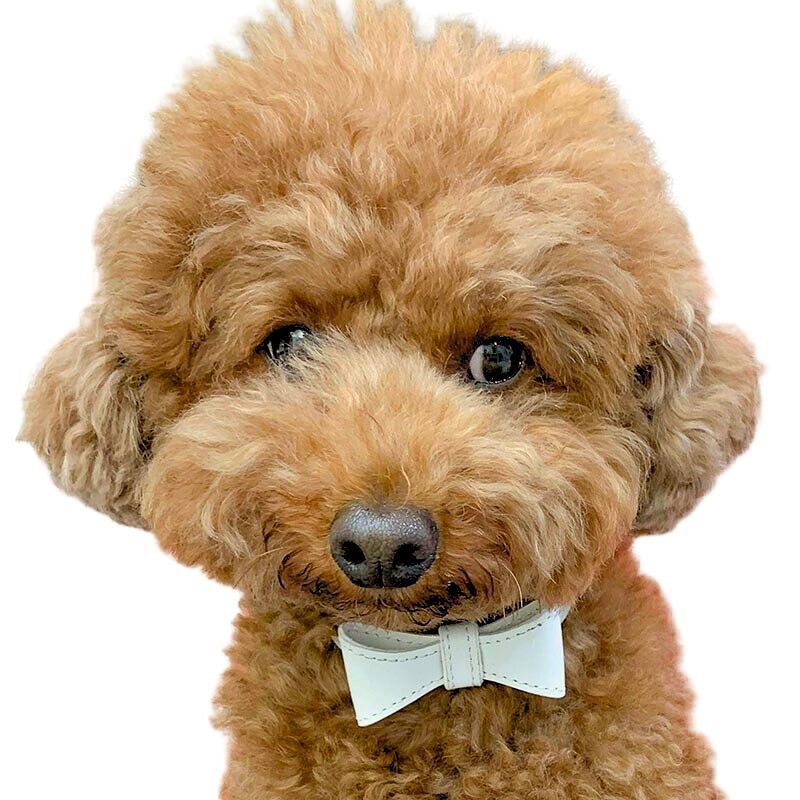 Sweet Ribbon Collar おしゃれなリボンカラー犬用首輪/ホワイト
