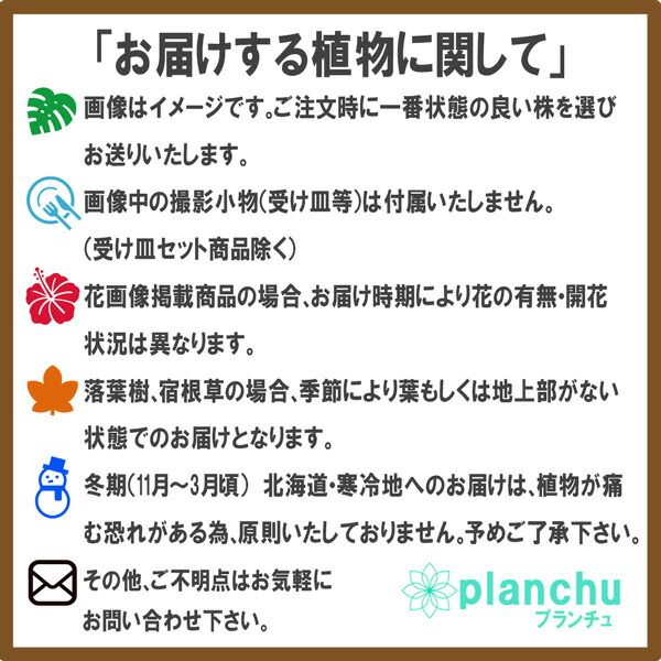 PLANCHU 観葉植物 シェフレラ アルボリコラ トリネッティ 3.5号鉢 受け皿付き 育て方説明書付き Schefflera arboricola ‘Trinette’ ホンコン カポック 斑入り