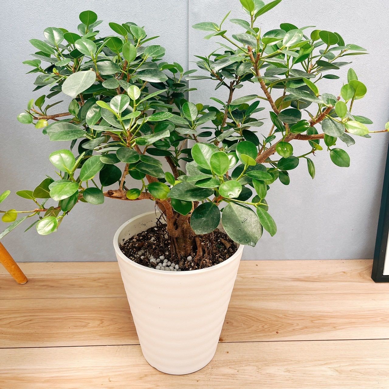 現品］【希少】9番 パンダガジュマル 8号 観葉植物 室内 レア