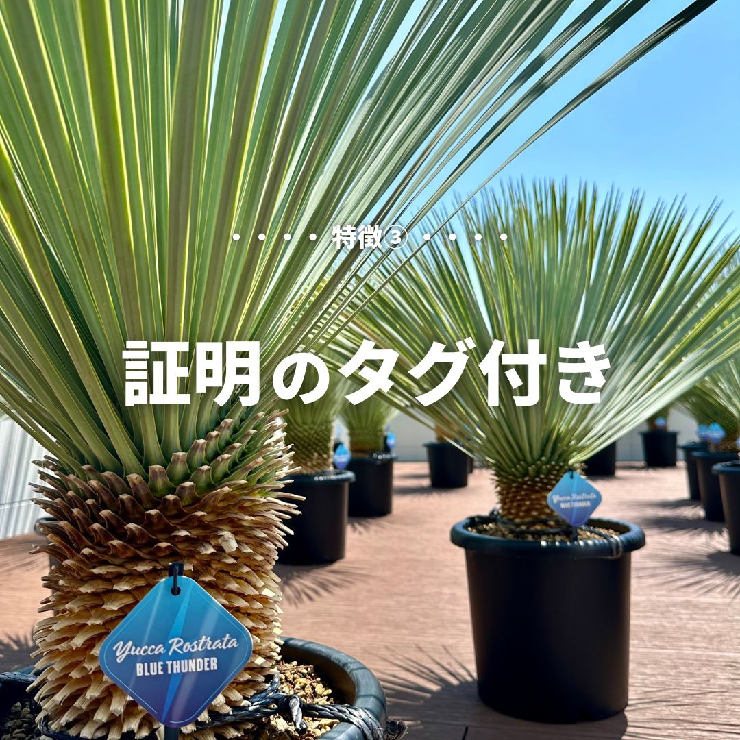 希少！！ユッカ ロストラータ ブルーサンダー 葉色綺麗　ドライガーデン 現品/発根済】ユッカ ロストラータ『ブルーサンダー』 
