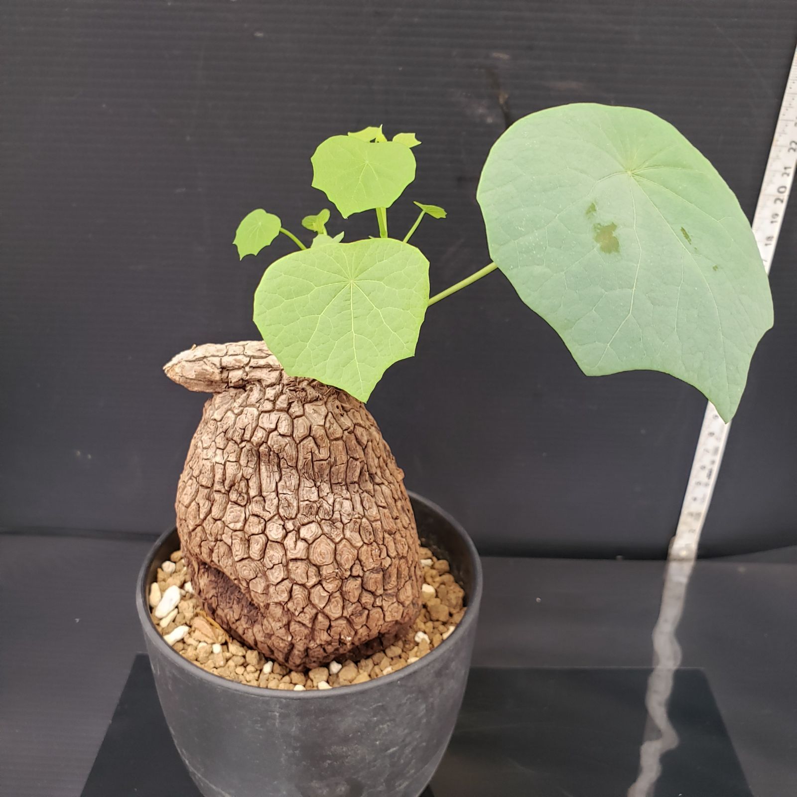 【美株/塊根植物】ステファニア スベローサ 発根済み 極美株/塊根植物】手乗りサイズ ステファニア スベローサ 発根済