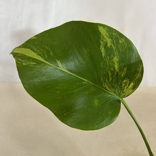 大*葉様 モンステラ ボルシギアナ オーレア 斑入り 観葉植物 葉傷みあり 斑入りモンステラ ボルシギアナ オーレア