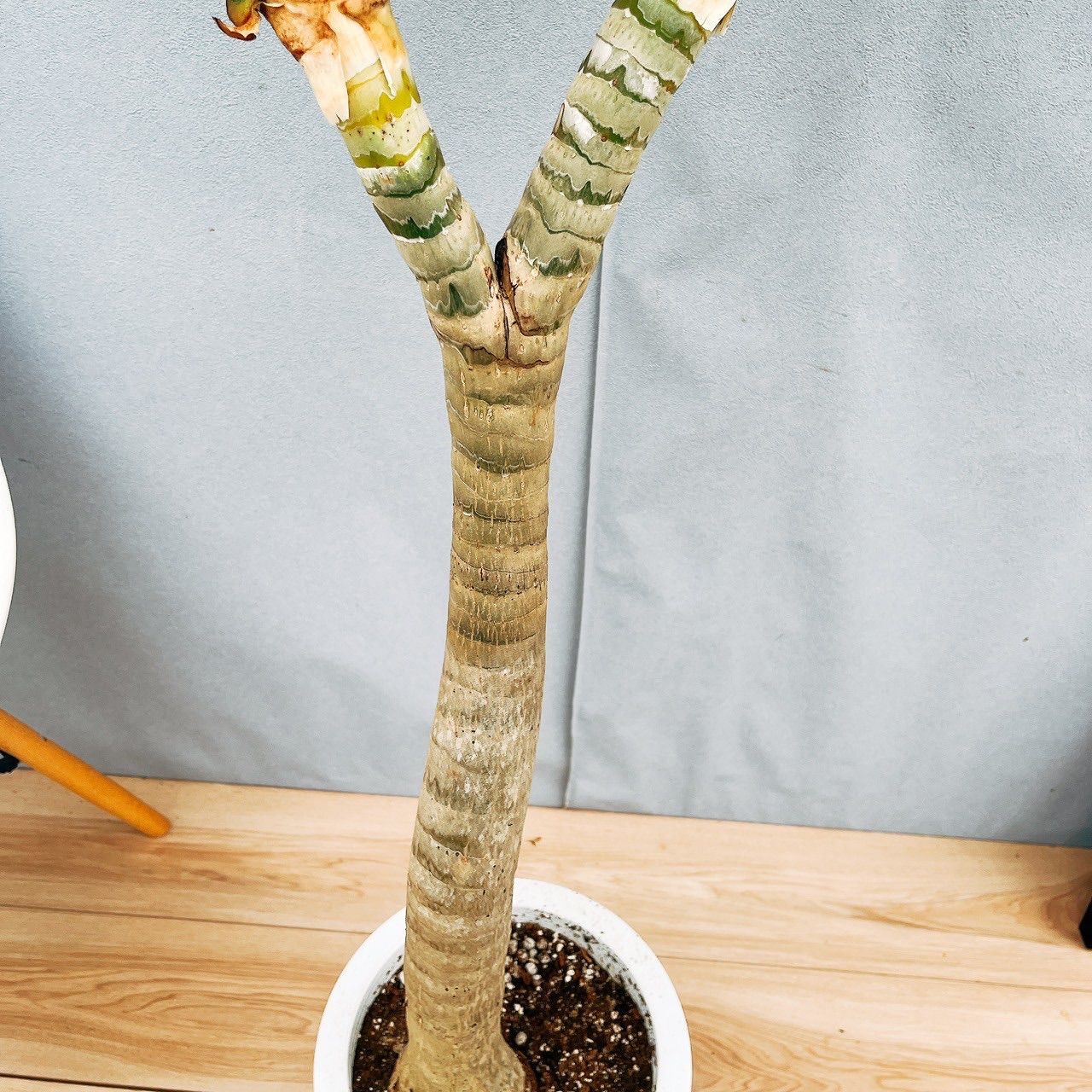 現品］【希少】94番 アロエ メデューサ 8号 観葉植物 室内 大型 レア