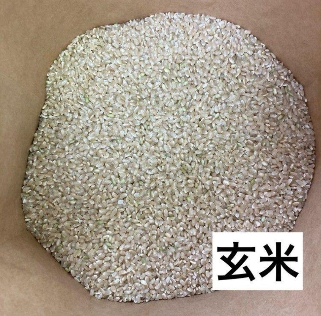 新米【武川米】農林48号 10kg（発送直前に精米）山梨県北杜市産　お米10キロ 楽天市場】武川米 農林48号 10kg /山梨/武川/武川町/梨北米/道の