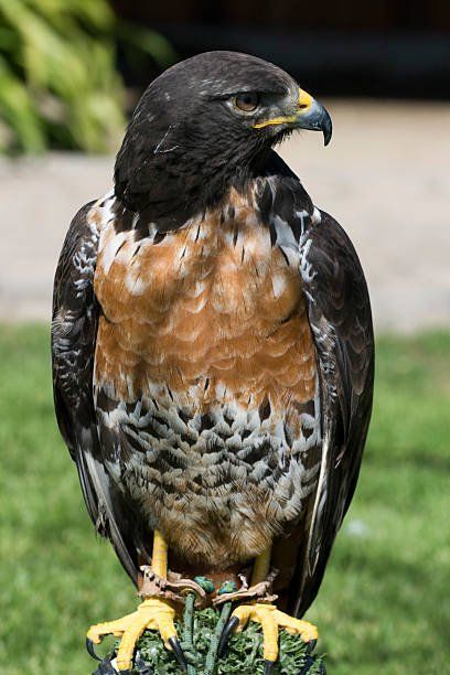 レア！アカクロノスリ（Jackal buzzard）頭骨　※捕獲データ付