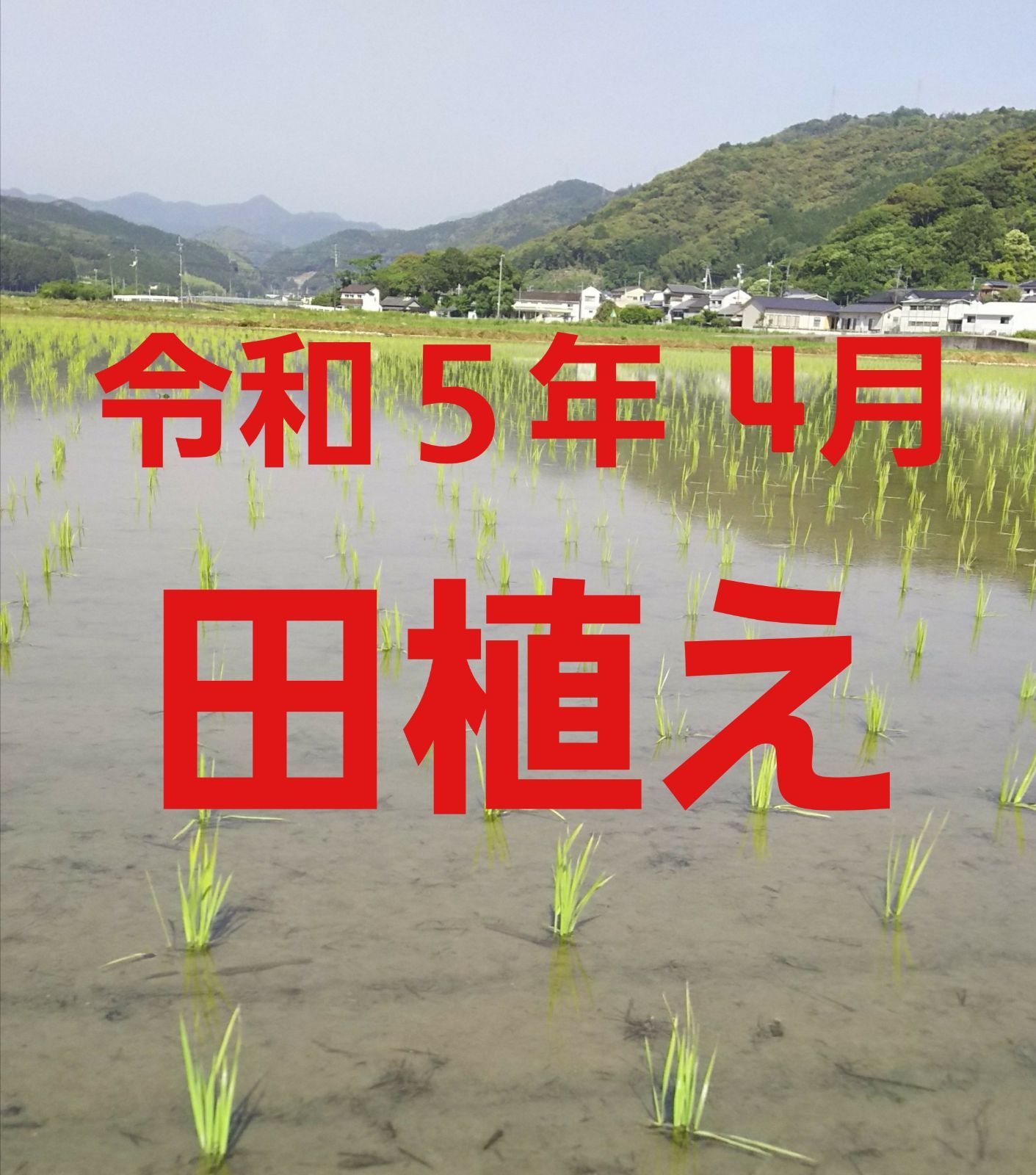 送料込み 令和5年産 高知県産 新米ヒノヒカリ 玄米10㎏(袋込み) - 米