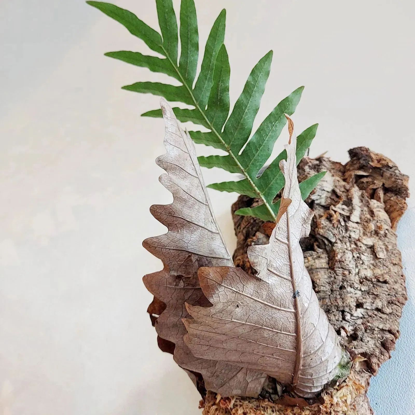 ドリナリア・クエルシフォリア シダ 着生植物 コルク板付け インテリア