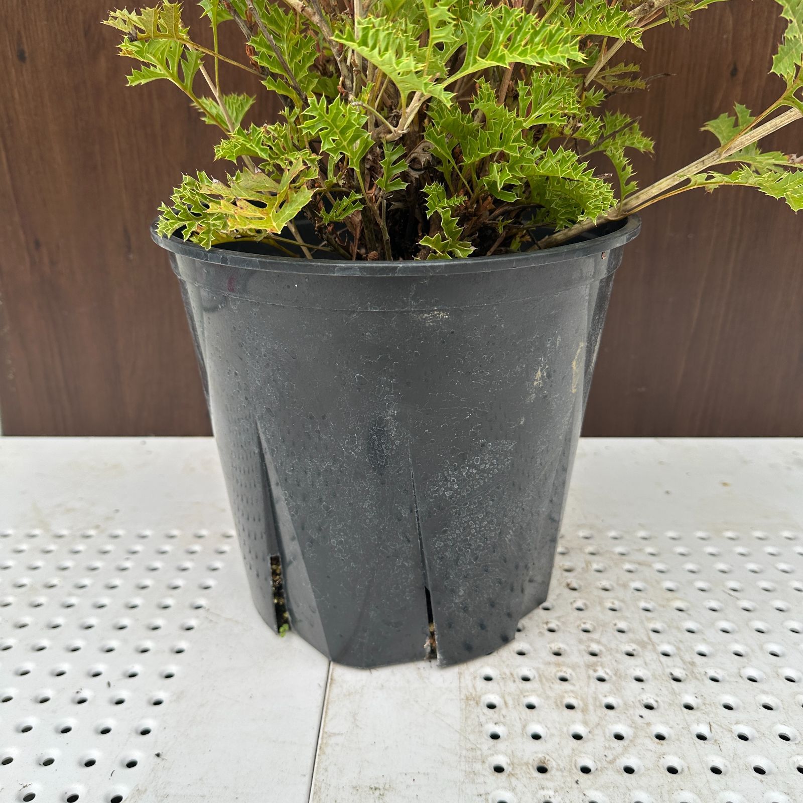 オージープランツ