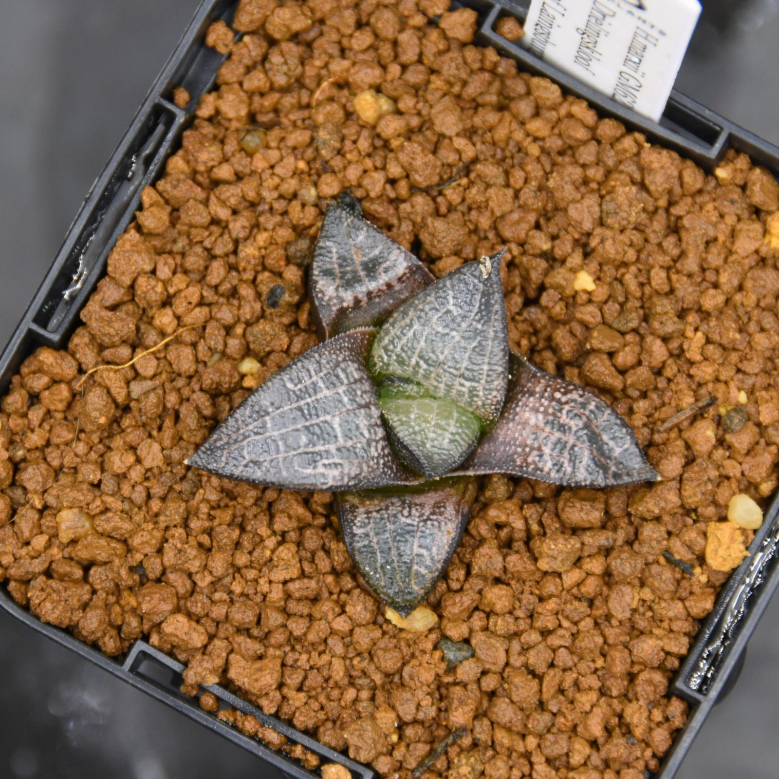 R7/06/19-3　瀬田川虎石　古色抜群！　時代石　　幅22cm　水石 R7/06/19-3 瀬田川虎石 古色抜群！ 時代石 幅22cm 水石