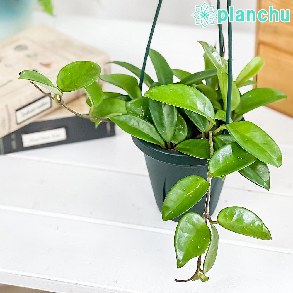 PLANCHU 観葉植物 ホヤ カルノーサ グリーン 4号吊り鉢 育て方