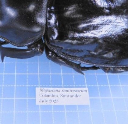 コロンビア産　ラミレスゾウカブト95mm 乾燥標本 コロンビア産 ラミレスゾウカブト 95mm Megasoma