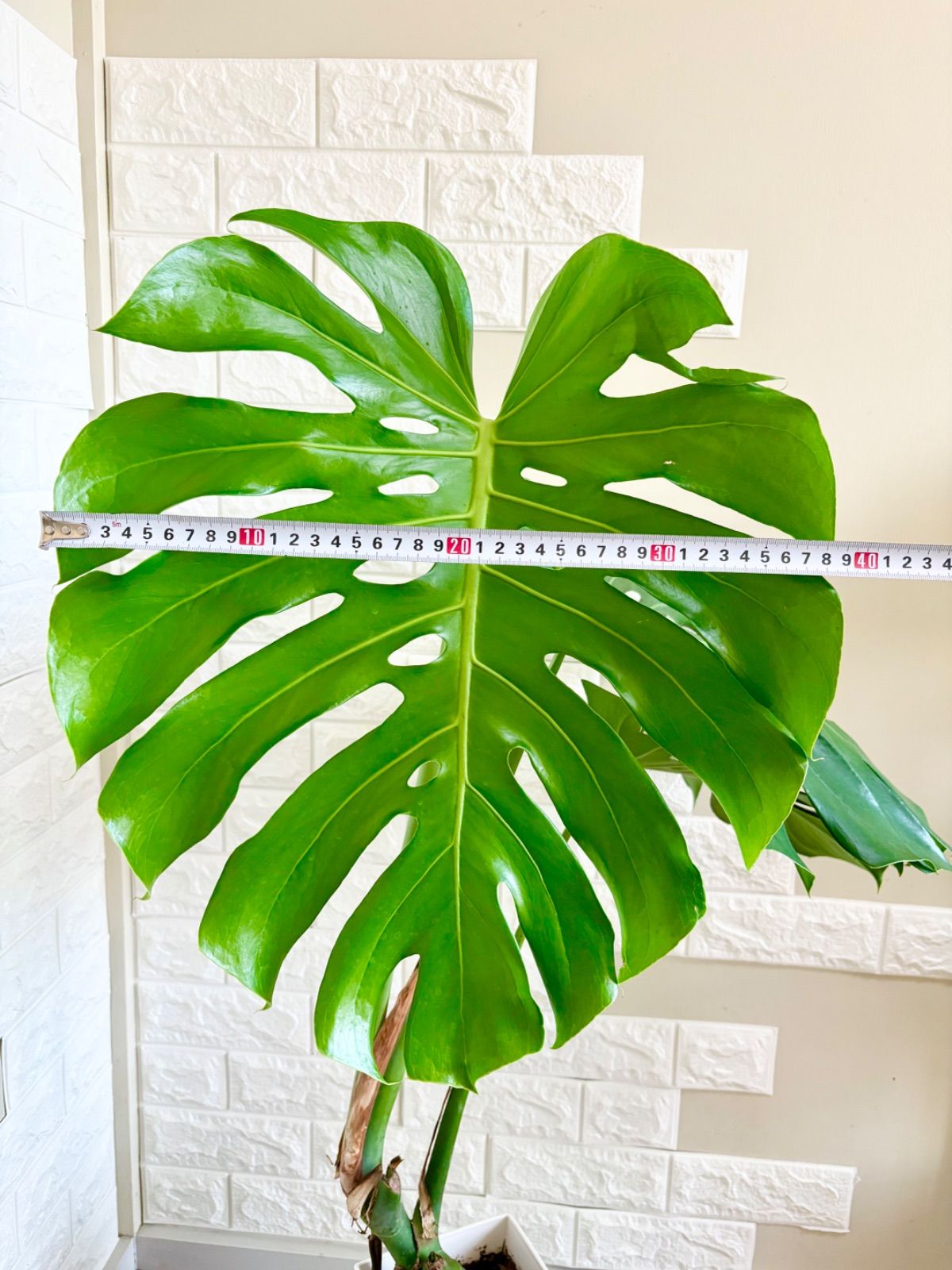 モンステラ⭐️幹上がり