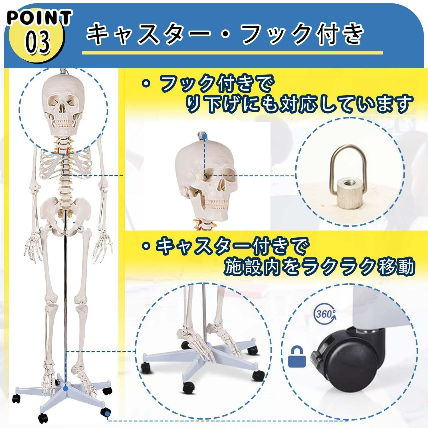 【新品】等身大！人体模型 170cm神経根有り全身骨格模型 骨格標本 骸骨模型 Amazon.co.jp: SUDOO 骨模型 全身 等身大 人体模型 170cm 骨格