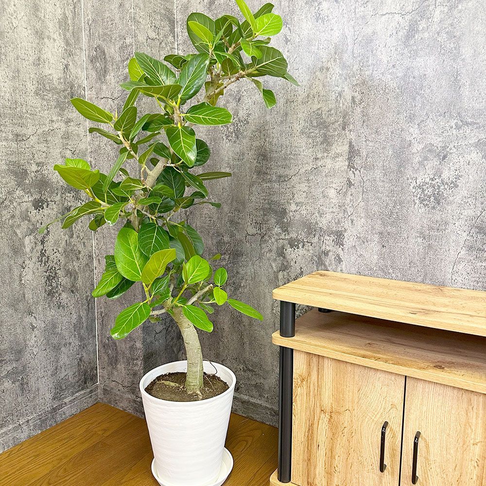 ビカクシダ【veitchii wild vp#10 】 ビーチー ベイチー 子株