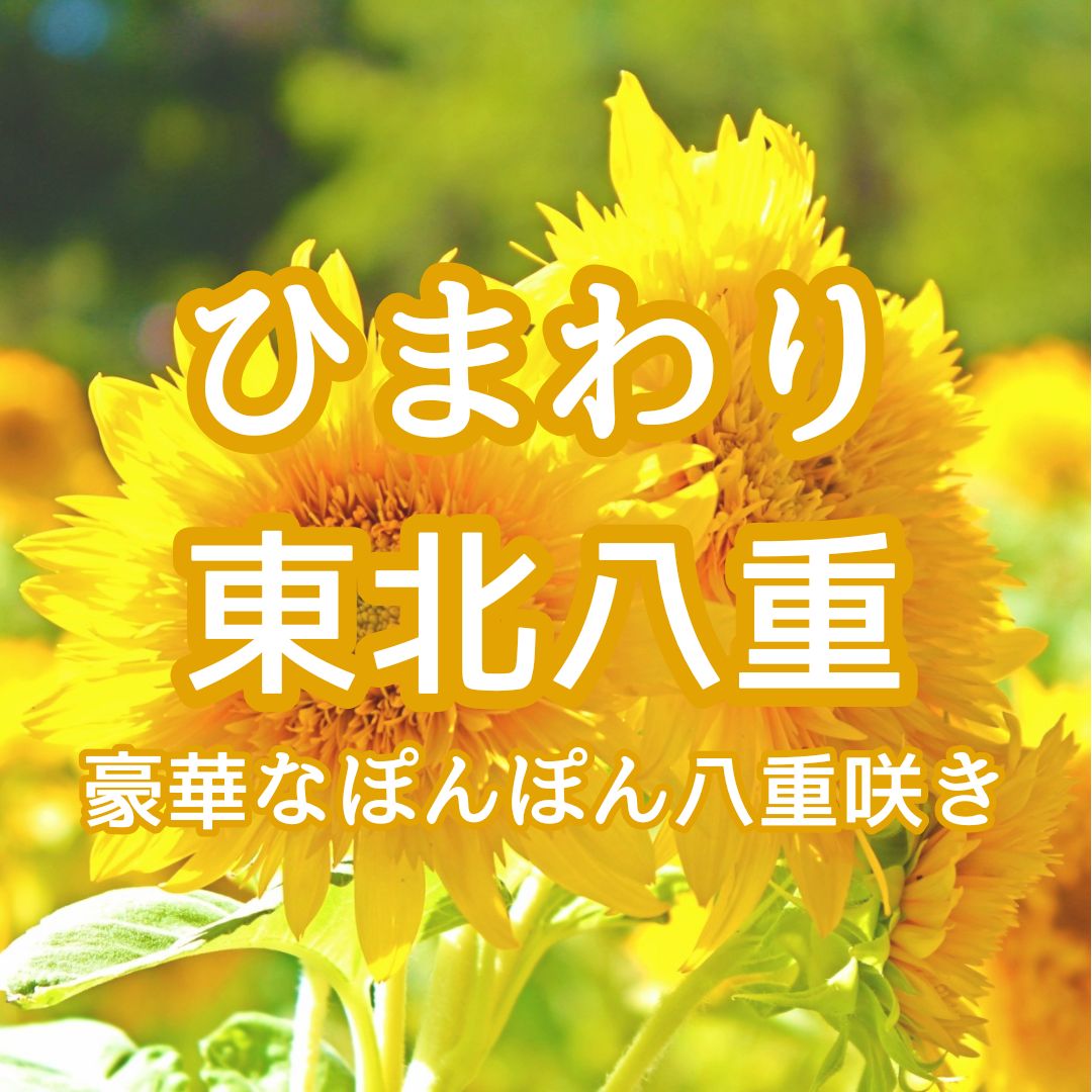 お花の種】ひまわり☆向日葵 東北八重 種子 約30粒!切花 - メルカリ お花の種】ひまわり☆向日葵 東北八重 種子 約30粒!切花 - メルカリ