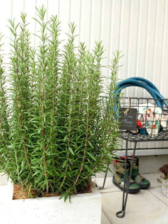 超希少❗️美株❗️アグラオネマ レッドエメラルドドラゴン