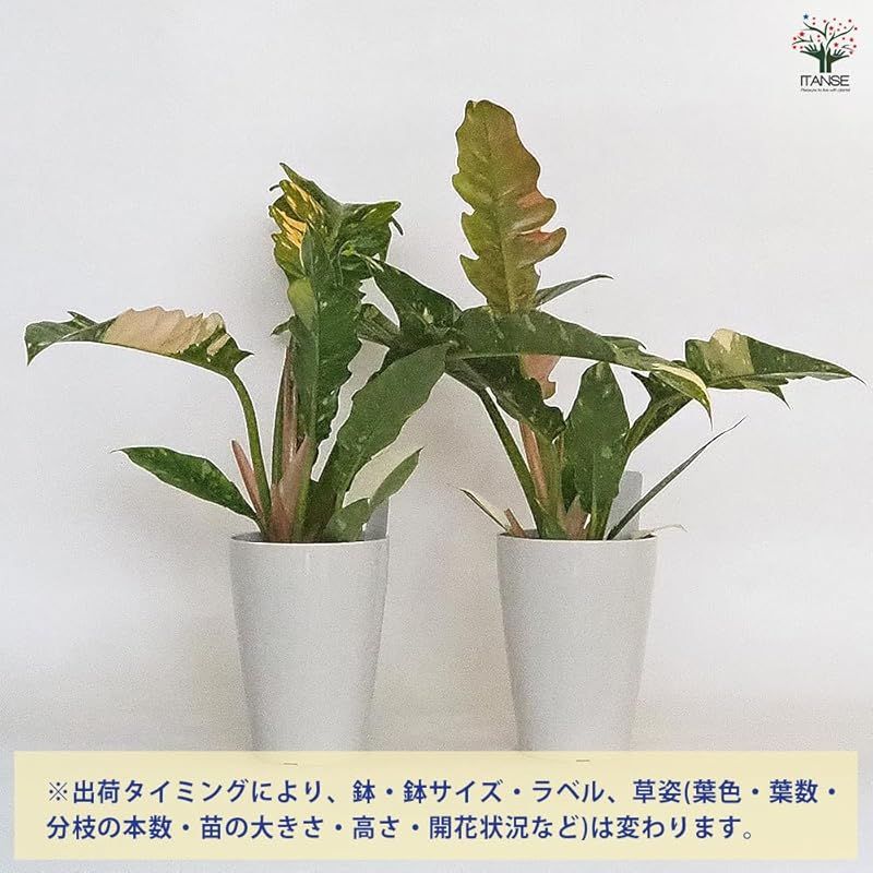 3個セット 品種で選べる観葉植物