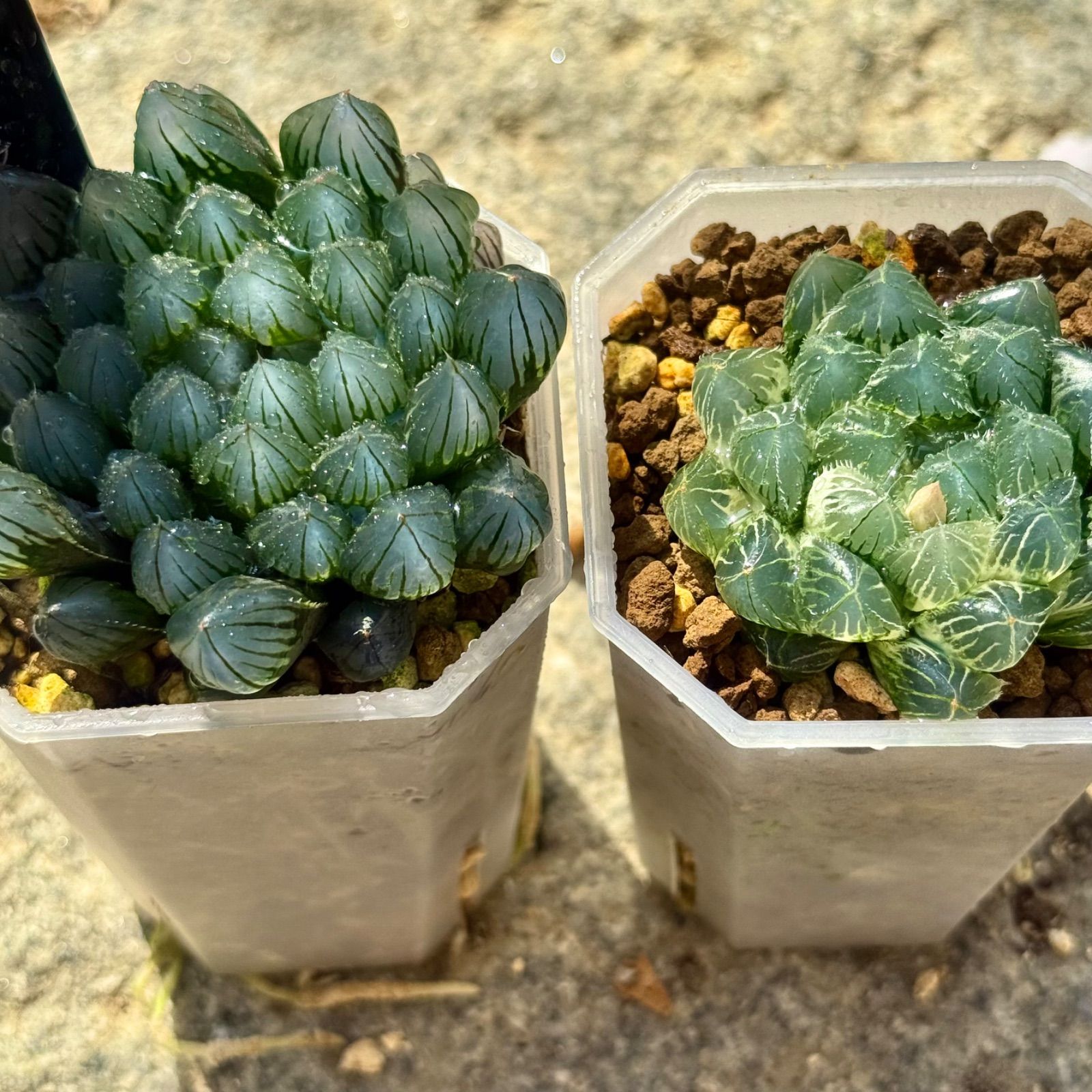【激安】オブツーサ ブルーレンズ　大株・小粒　鉢付き植えたまま　極上品　高級 ブルーレイオブツーサH1727、ブルーレンズオブツーサ錦H1729