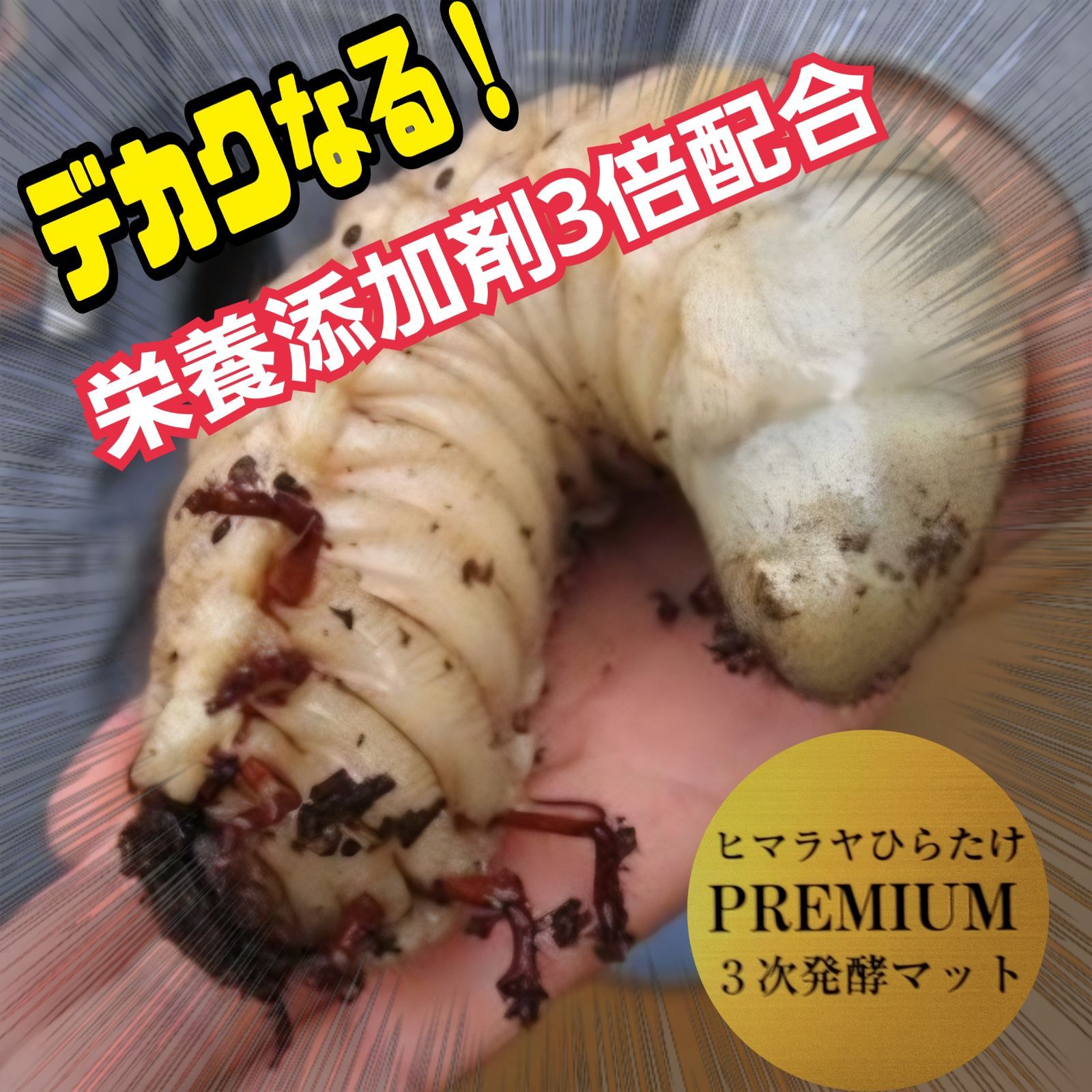 バクテリアを強化ブレンドすることで幼虫の吸収率がさらにアップ ヘラクレス１８１ミリ羽化実績多数