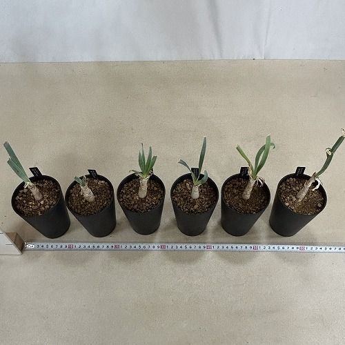 球根植物 ブーファン ディスティチャ 未発根株 3.5号ロング鉢(個体