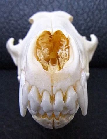 高品質！ コヨーテの頭骨 オファー