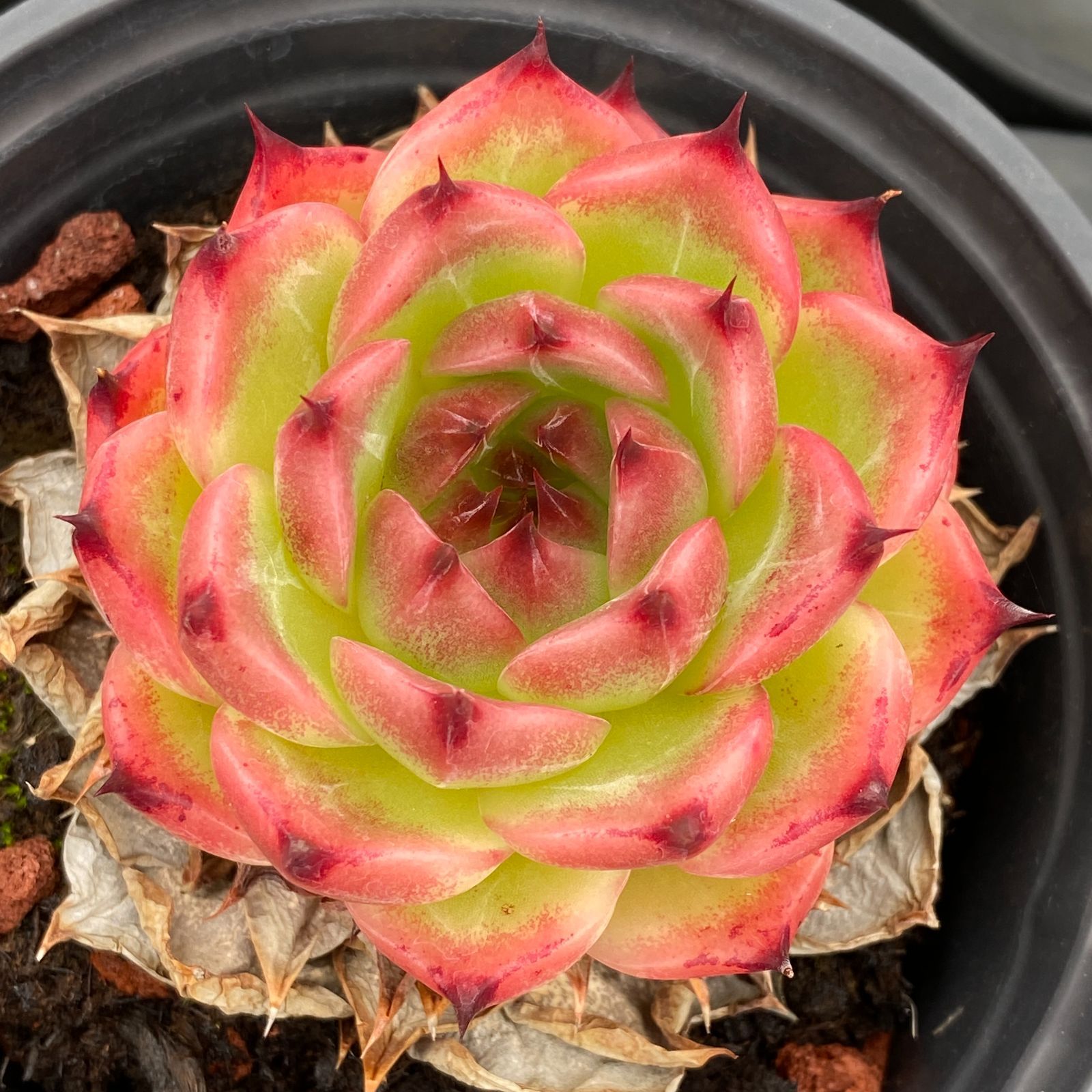 アエオニウム エケベリア