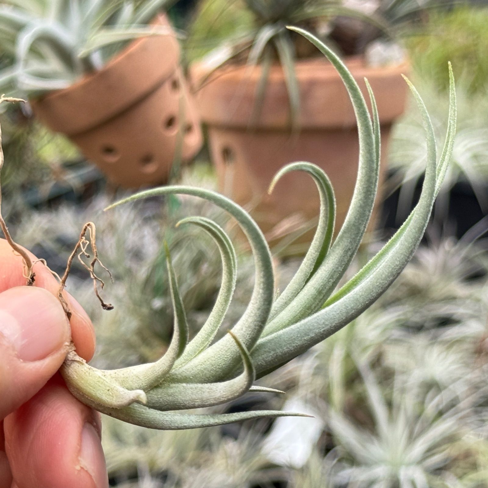 s*i様 チランジアハイブリッド スズキ スペーシアギア ハイブリッドXZの中古車｜グーネット中古車