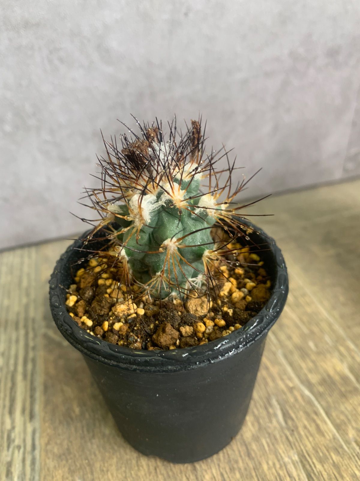 大きめのサボテン 多肉植物の群生 黒槍丸群生 サボテン 多肉植物