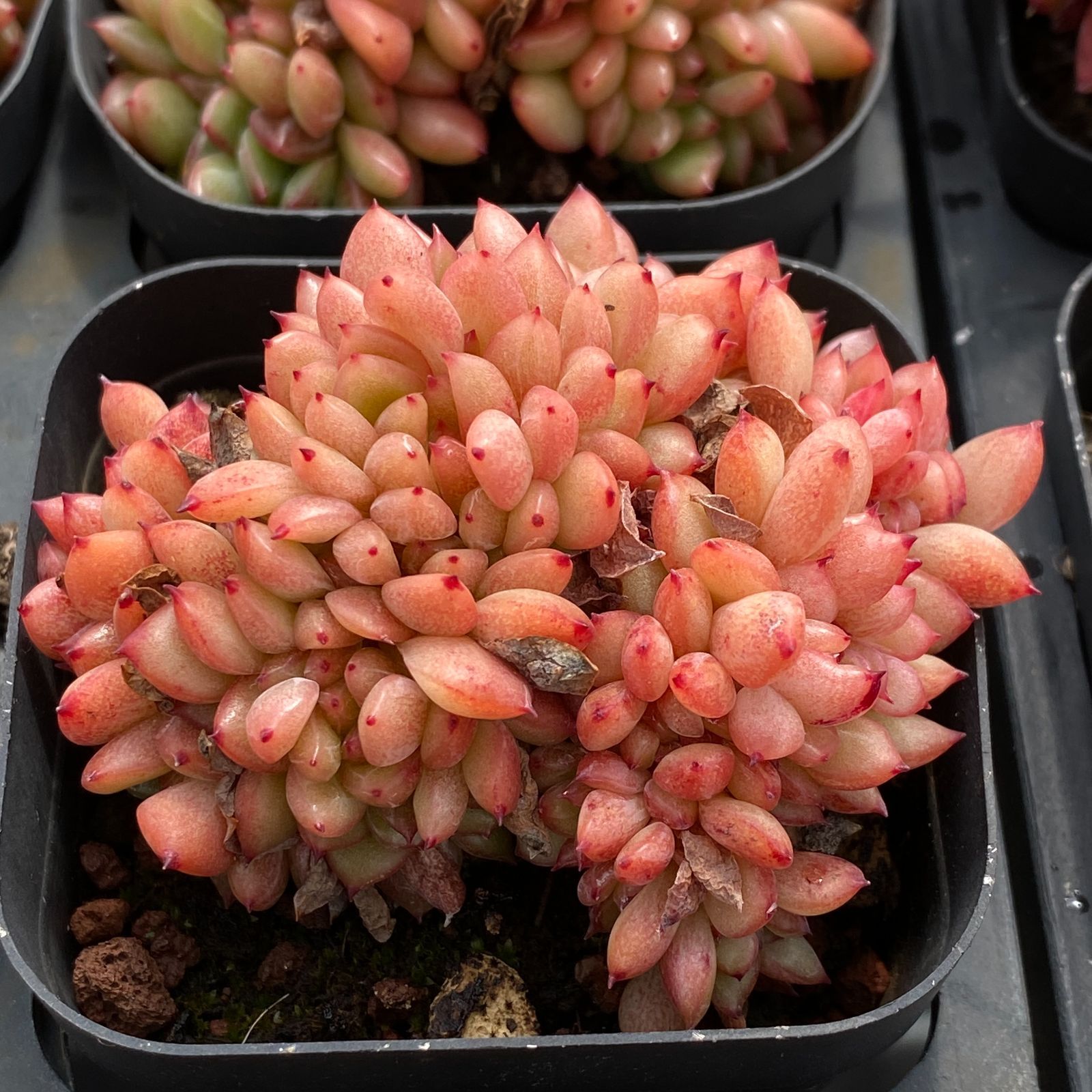 エケベリア 韓国苗