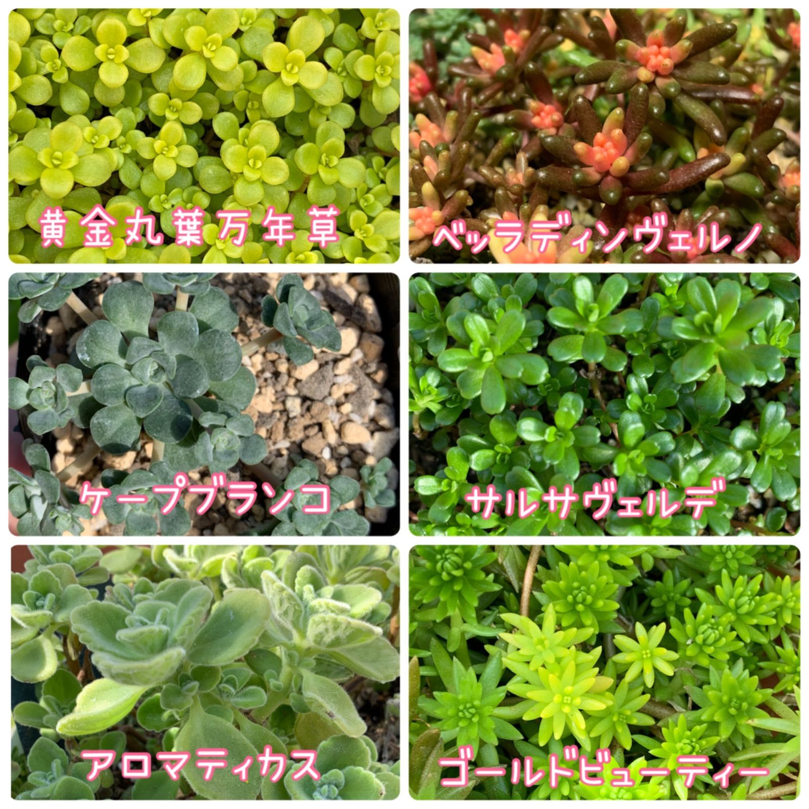 多肉植物　セダム　カリシア　50カット 9bf36af0fcd3495eeca64bd8cc2b39