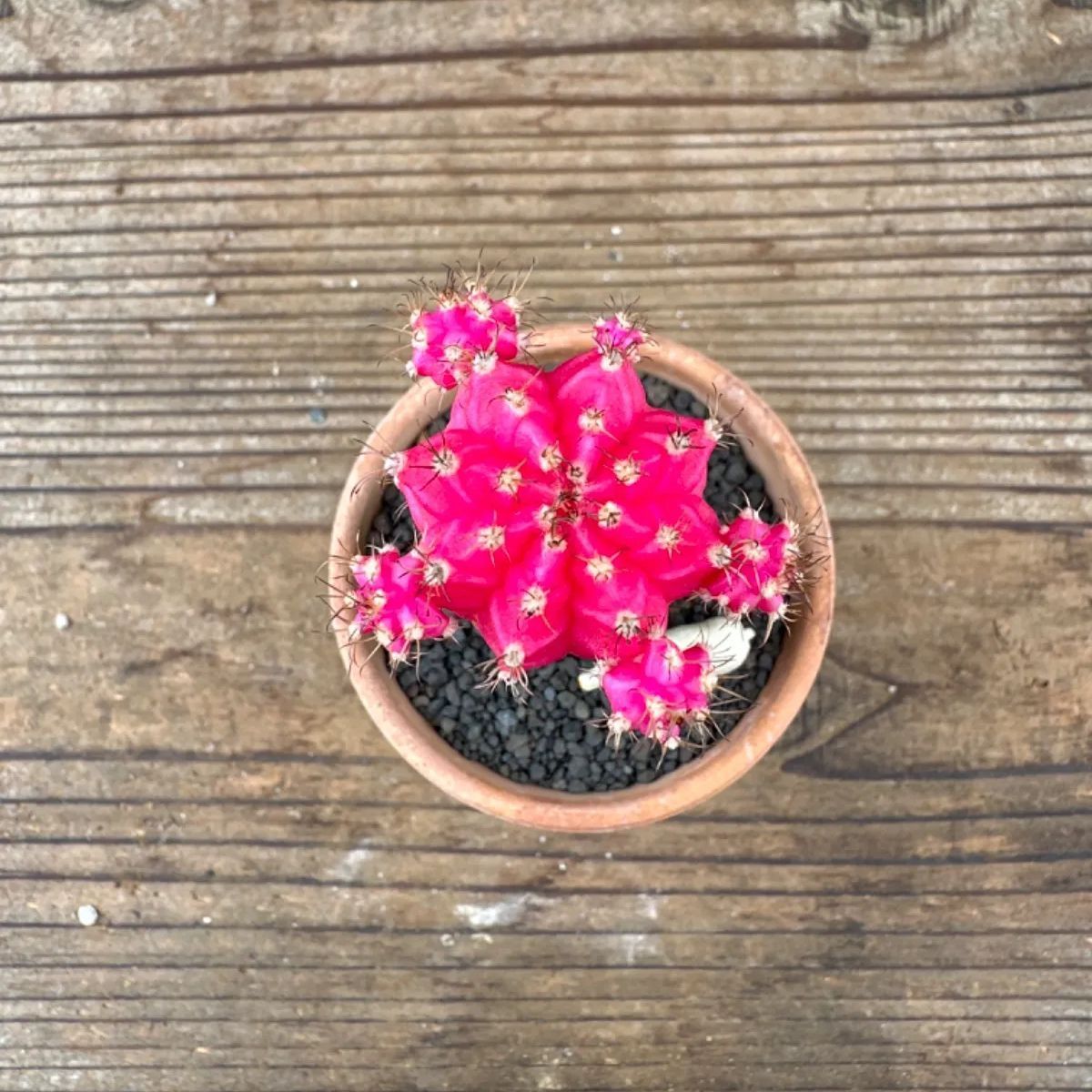 緋牡丹 鉢植え ピンク 羊 Gymnocalycium サボテン科ギムノカリキウム属 現品 観葉植物 観葉 植物 多肉植物 多肉 カクタス サボテン  インテリア プレゼント ミニ 小さい おうち時間 - メルカリ