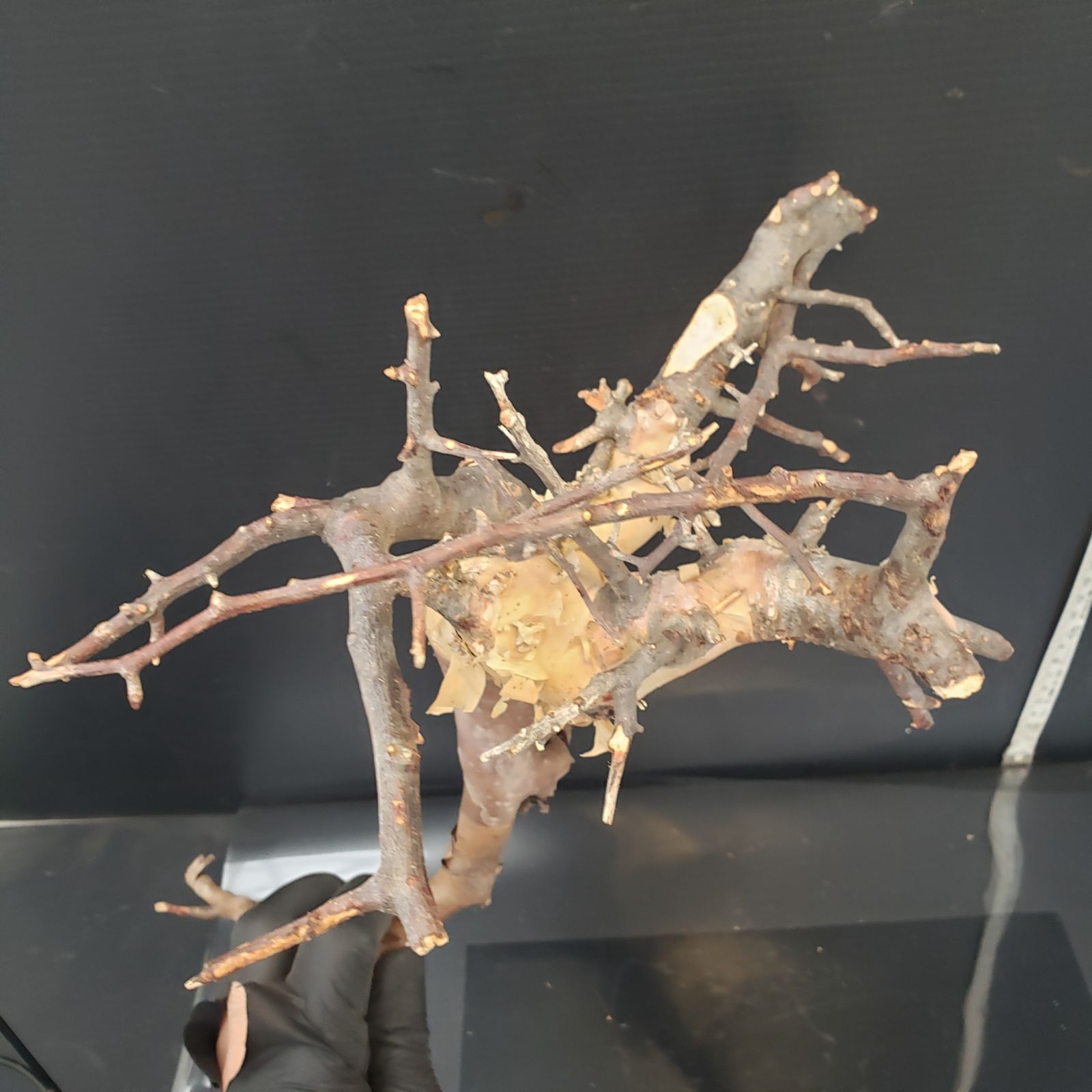 Z429 最新到着 Commiphora カタフピュア 現地球 抜き苗 灌木系 塊根植物 コミュフォラ カタフピュア