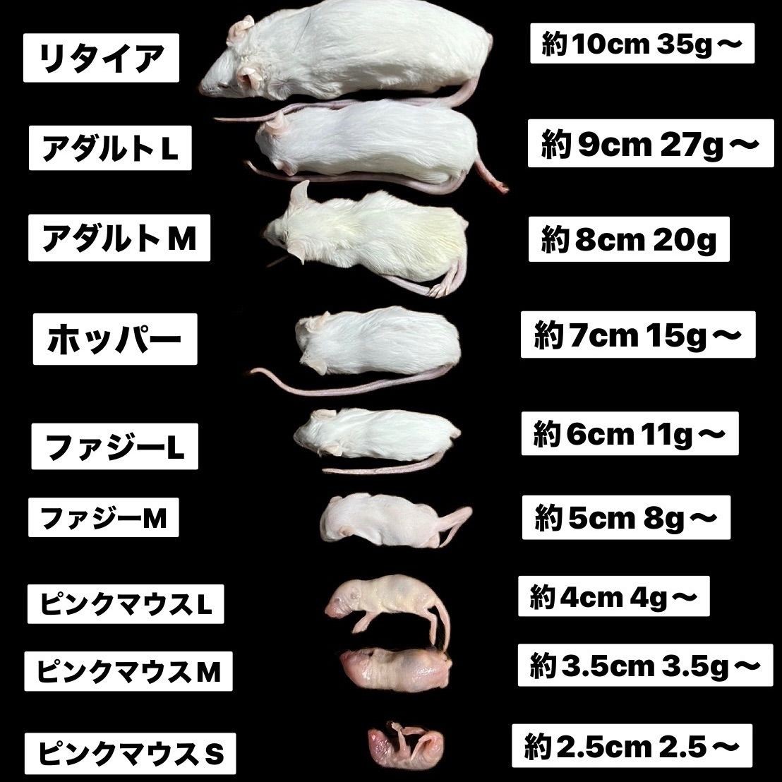 国産冷凍アダルトマウスL 100匹 送料込 即発送 同梱可 - メルカリ