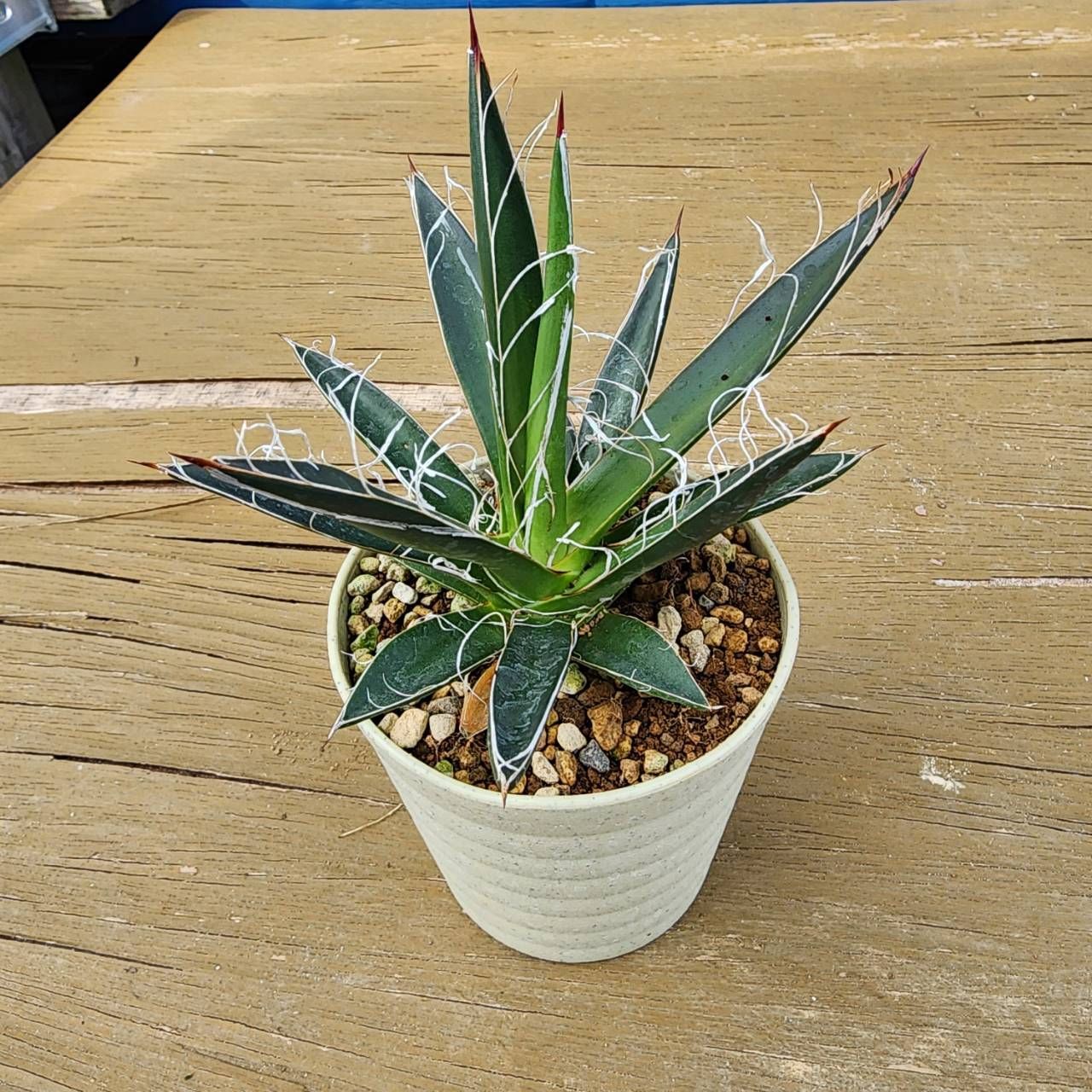 6種盛セット】【鉢ごと発送】 アガベ6種セット 2025.6.13-6種セット