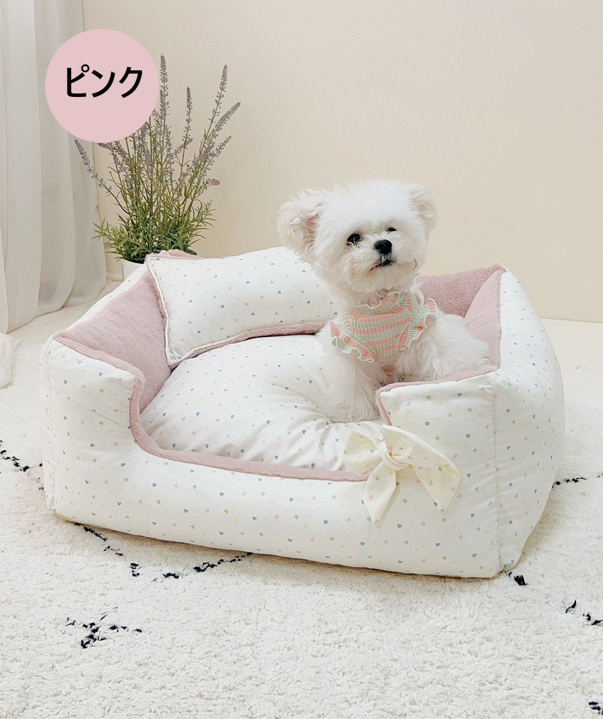 子猫