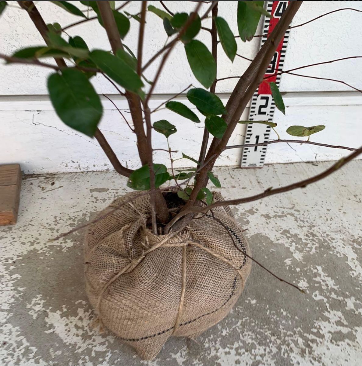 株立ち ジューンベリー 約150cm 大株 白花 果樹 苗木