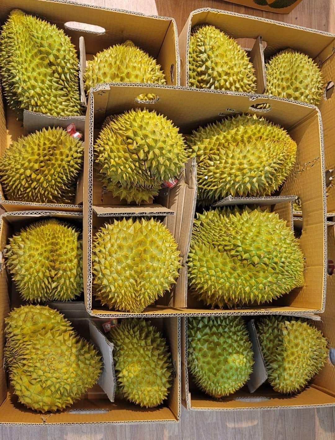 卸し値段 タイ産 泰国新鲜榴莲 金枕榴蓮 1箱 10kg前後