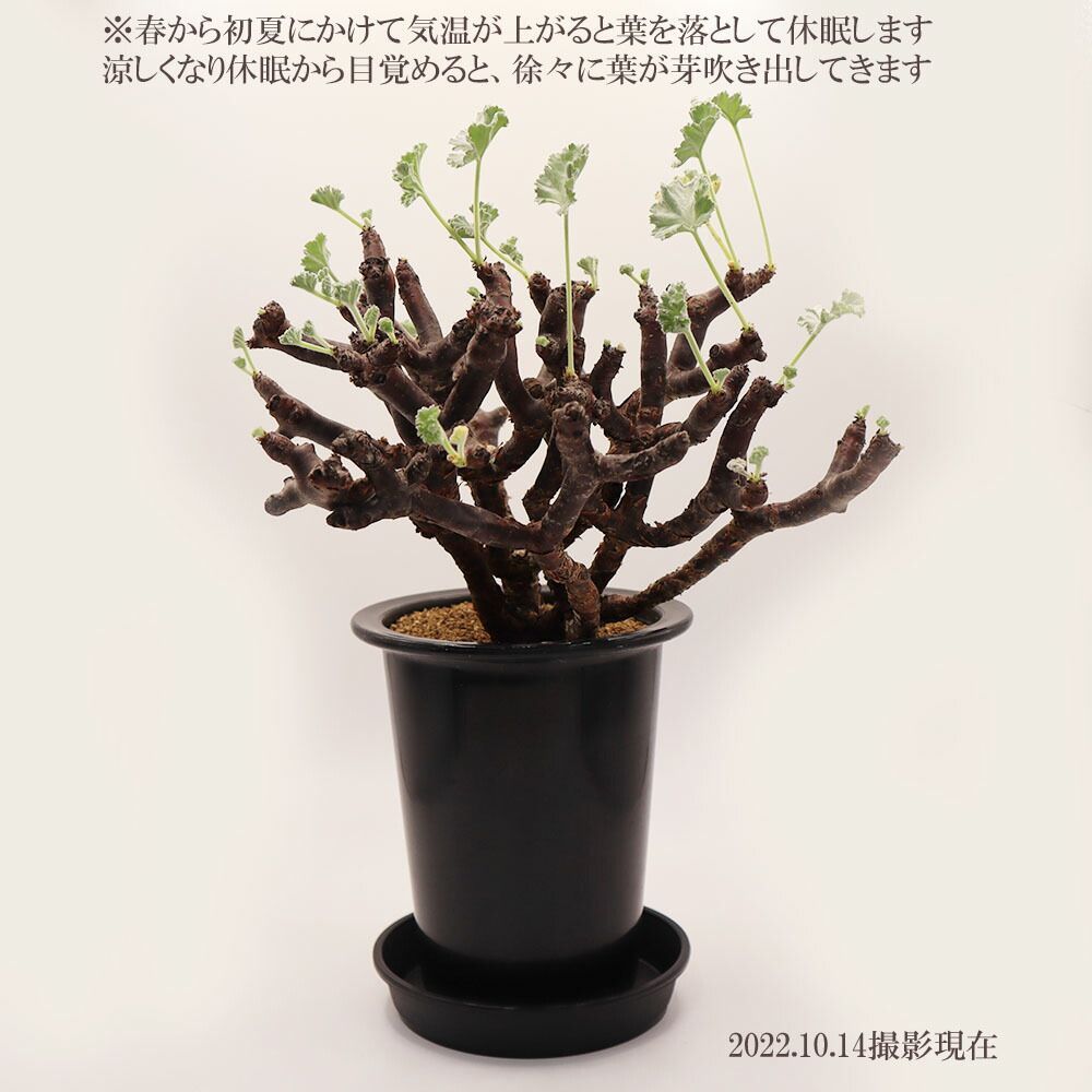 黒プラスチック鉢 受皿付