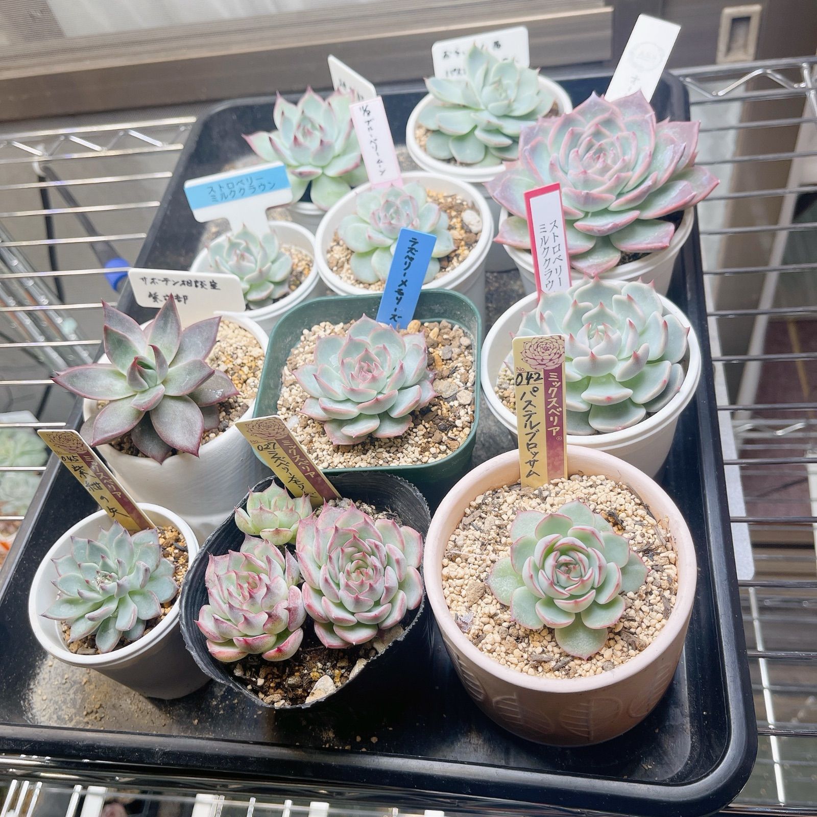 フルスペクトル 3000k