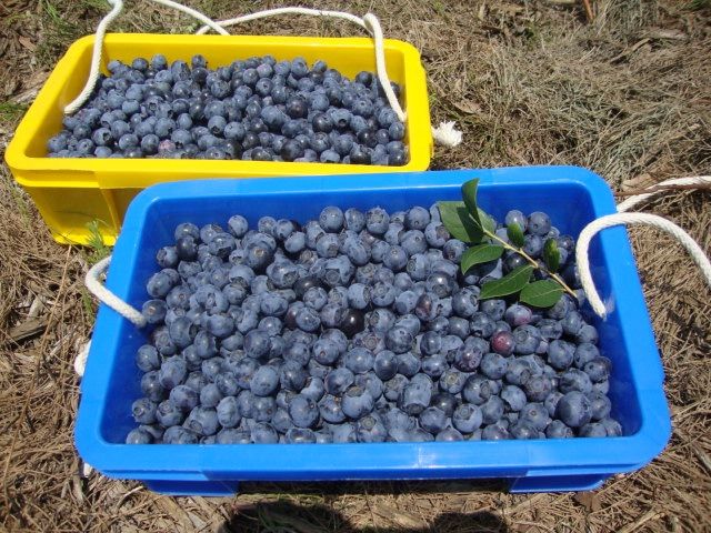 安心安全。ブルーベリー3キログラム、朝積みコン発送 安心安全。ブルーベリー3キログラム、朝積みコン発送 安心安全