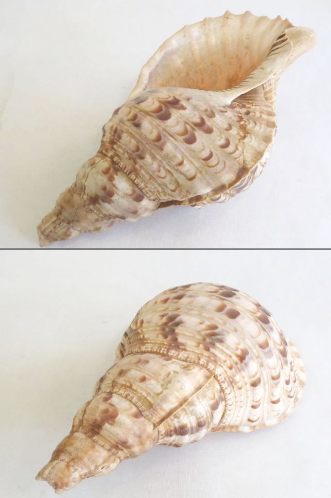 224372】 法螺貝 ホラ貝 置物 オブジェ 約28センチ