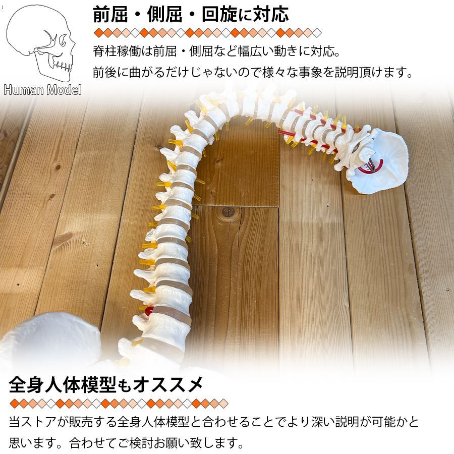 人体模型 骨 等身大 脊椎 模型 実物大 90センチ 脊髄骨盤模型 股関節