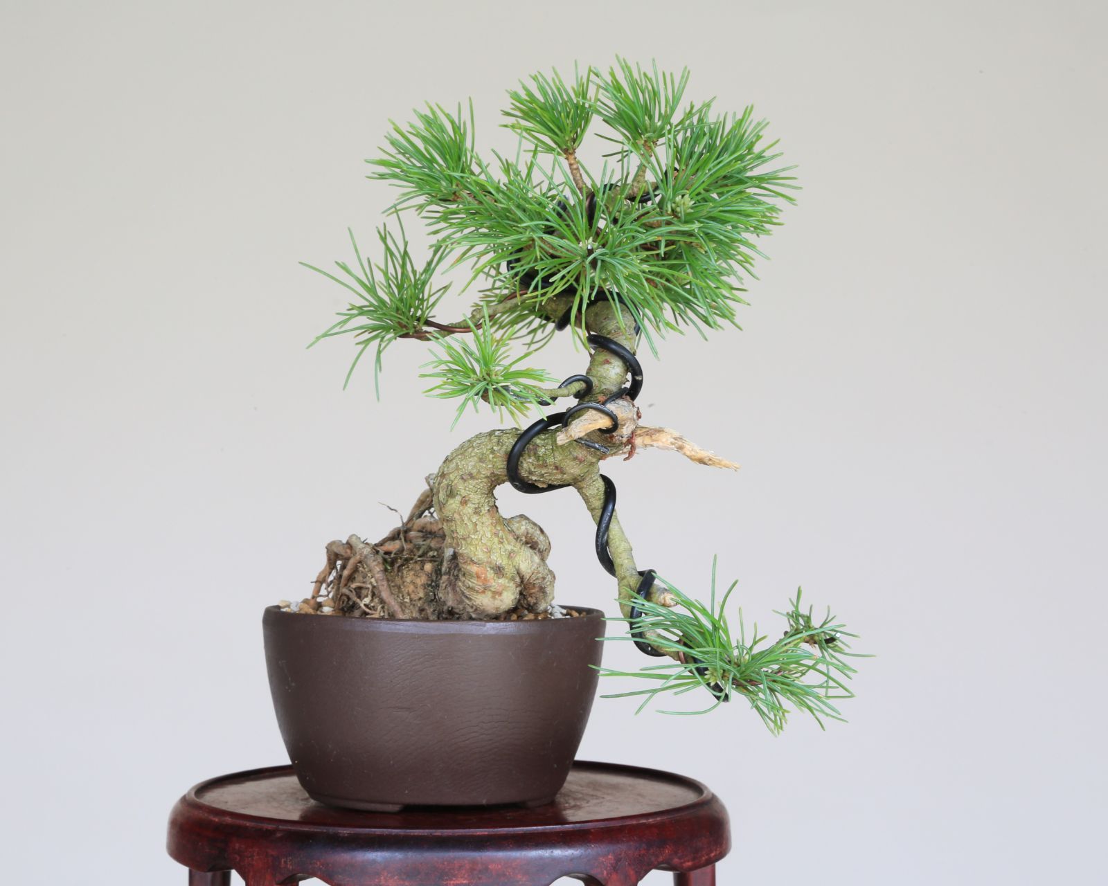 贈答品 ミニ盆栽