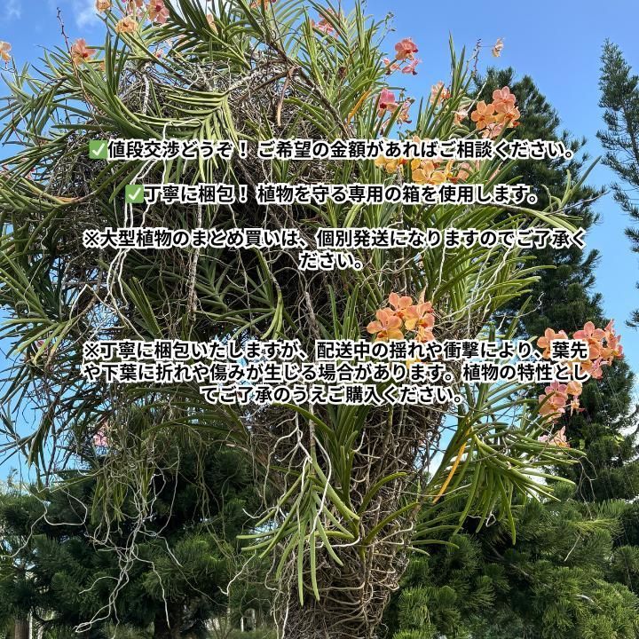 枝ぶりの美しさが際立つ、曲がり仕立てのツピダンサス.1.太幹曲がり仕立て 枝ぶりの美しさが際立つ、曲がり仕立てのツピダンサス.1.太幹曲がり仕立て