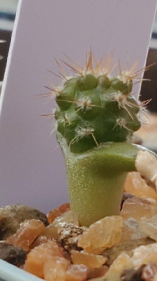 多肉植物種子 いろいろおまかせセット