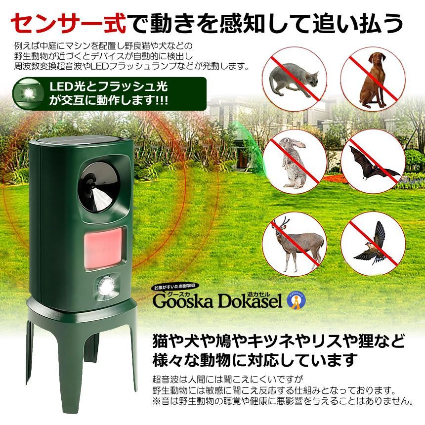 カラス