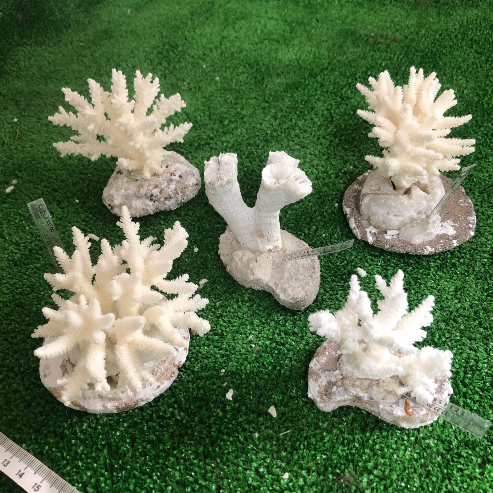 希少❗運気アップの大きな白い珊瑚のオブジェ - 置物
